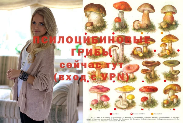 шишки Абаза